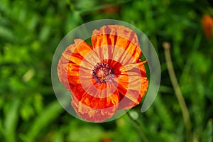 Beautiful red poppy plant in nature.