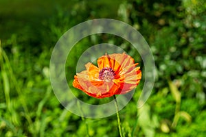 Beautiful red poppy plant in nature.