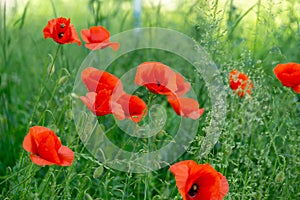 Beautiful red poppy plant in nature.