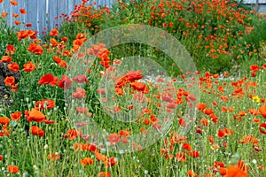 Beautiful red poppy plant in nature.