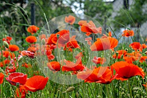 Beautiful red poppy plant in nature.