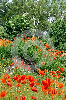 Beautiful red poppy plant in nature.