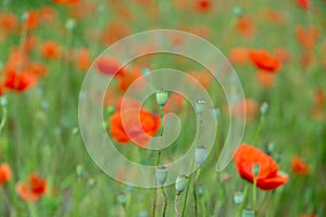 Beautiful red poppy plant in nature.