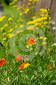 Beautiful red poppy plant in nature.