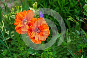 Beautiful red poppy plant in nature.