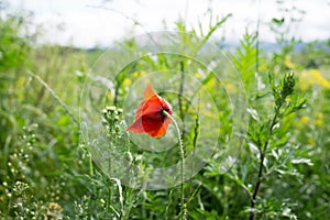 Beautiful red poppy plant in nature.