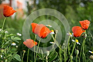 Beautiful red poppy plant in nature.