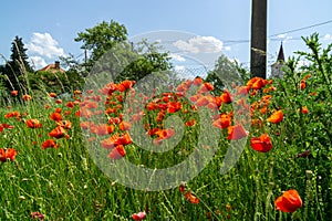 Beautiful red poppy plant in nature.