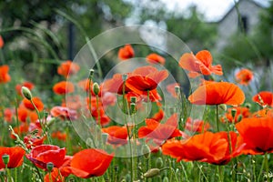 Beautiful red poppy plant in nature.