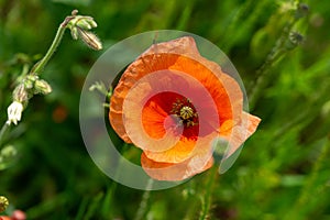 Beautiful red poppy plant in nature.