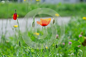 Beautiful red poppy plant in nature.