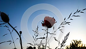 Beautiful red poppy plant in nature.