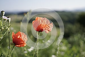 Beautiful red poppy plant in nature.