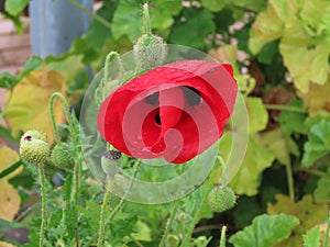 Beautiful red poppy after rain with water drops on the petals close-up in spring.