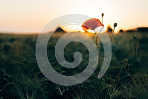 Beautiful red poppy in sunset light in barley field close up. Wildflowers in summer countryside. Atmospheric moment, flower in