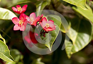 Beautiful red pragrina flowers with some leafs photo