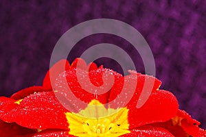 Beautiful red primula