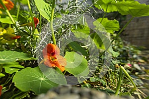 Beautiful red pumpkin flower growing in my parents garden, surrounded by green leaves and dense vegetation