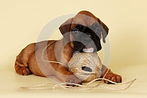 Beautiful red puppy boxer laid his head on a ball of yarn