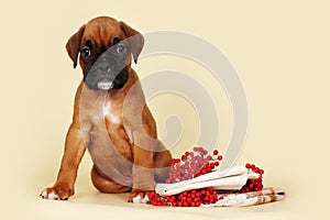 Beautiful red puppy boxer sitting next to autumn berries and sta