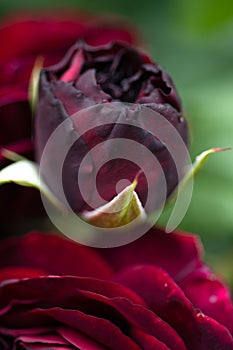 beautiful red-purple (burgundy) rose flower bud. extrem macro shot