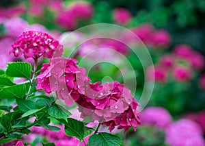 Beautiful red and purple flowers with green petals