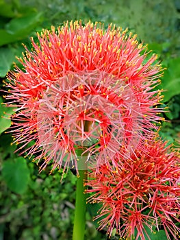 Beautiful Red Rainy Season Garden Flowers Scadoxus Multiflorus