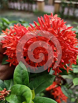 Beautiful Red Rangon Flowers found in Bengal