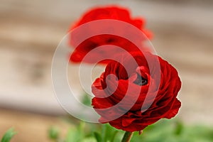 Beautiful red ranunculus flowers in a garden center near you - stock photo