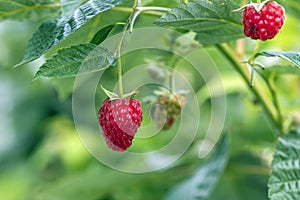 A beautiful red raspberry berry is hanging on a branch in the garden