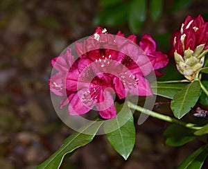 Beautiful red rhododendron flower cluster with bud