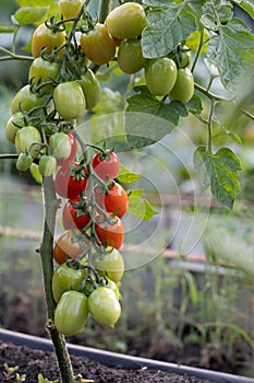 Beautiful red ripe cherry tomatoes grown in a greenhouse. Close-up of a branch with tomatoes
