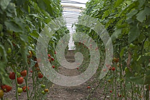 Beautiful red ripe heirloom tomatoes grown in a greenhouse. Gardening tomato photograph with copy space. Shallow depth of field