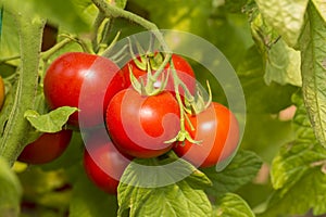Beautiful red ripe heirloom tomatoes grown in a greenhouse. Gardening tomato photograph with copy space. Shallow depth of field