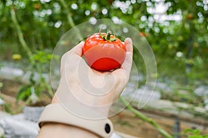 Beautiful red ripe tomato in female hand on greenery background. Tomato production and transportation. Growing tomatoes