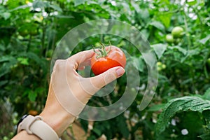 Beautiful red ripe tomato in female hand on greenery background. Tomato production and transportation. Growing tomatoes