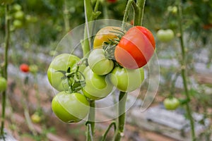 Beautiful red ripe tomato in female hand on greenery background. Tomato production and transportation. Growing tomatoes