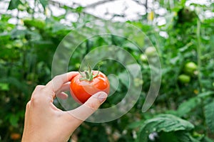 Beautiful red ripe tomato in female hand on greenery background. Tomato production and transportation. Growing tomatoes