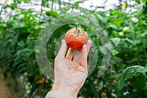 Beautiful red ripe tomato in female hand on greenery background. Tomato production and transportation. Growing tomatoes