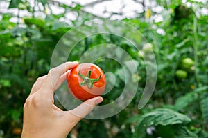 Beautiful red ripe tomato in female hand on greenery background. Tomato production and transportation. Growing tomatoes