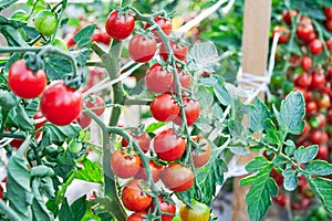 Beautiful red ripe tomatoes on the branches