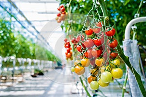 Beautiful red ripe tomatoes grown in a greenhouse.