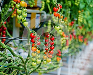 Beautiful red ripe tomatoes grown in a greenhouse.