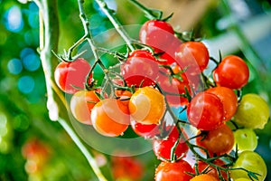 Beautiful red ripe tomatoes grown in a greenhouse.