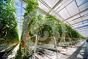 Beautiful red ripe tomatoes grown in a greenhouse.