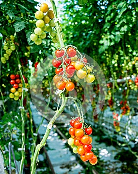 Beautiful red ripe tomatoes grown in a greenhouse.