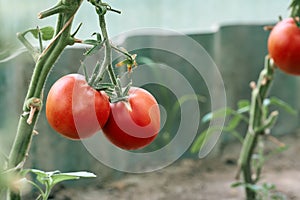 Beautiful red ripe tomatoes grown in a greenhouse.