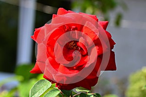 Beautiful red rose