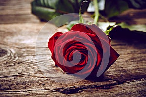 Beautiful red rose