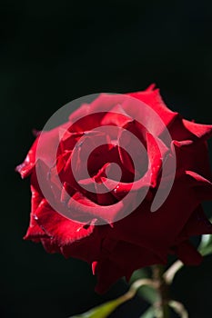 Beautiful red rose